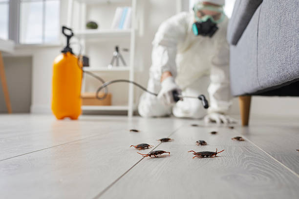 Commercial Kitchen Cockroach Control in Lincoln